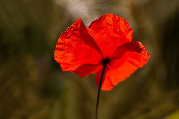 Mohn im Fliesenlicht