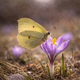 Frühlingserwachen - der Ztronenfalter im sanften Licht des Morgens von Christina Bauer Photos