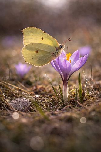 Spring awakening – the orange tip butterfly in the soft morning light by Christina Bauer Photos