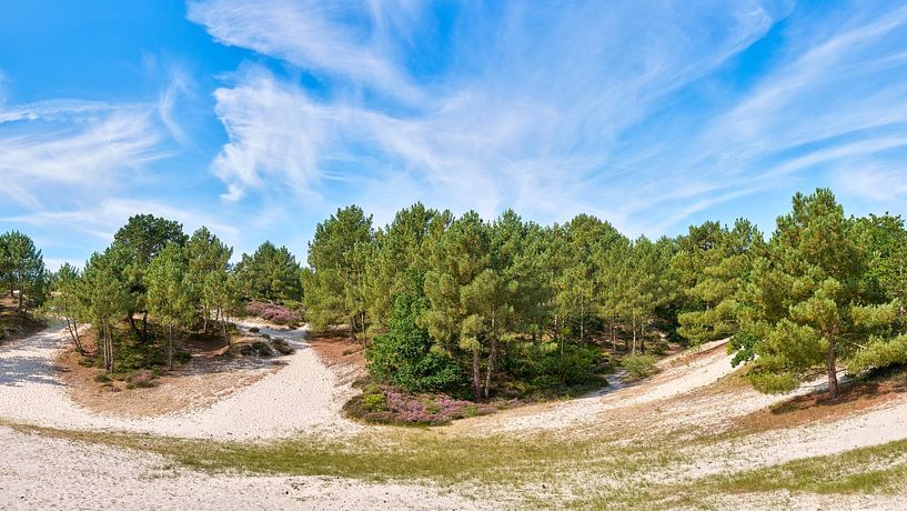 Dune in the Schoorl dunes in North Holland by eric van der eijk