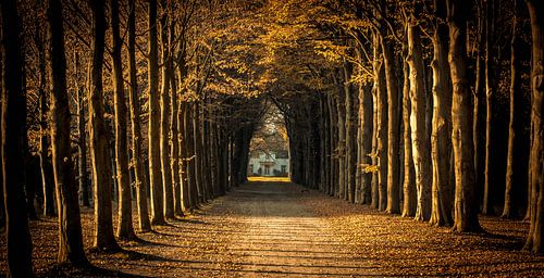 Tree-lined driveway to country house