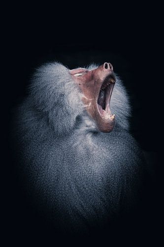 Gapende Baviaan