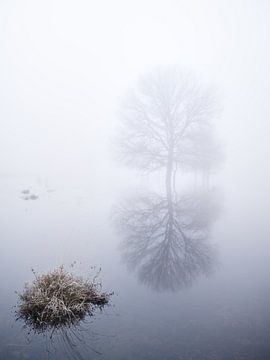 Arbre dénudé se reflétant dans l'eau sur Erwin Pilon
