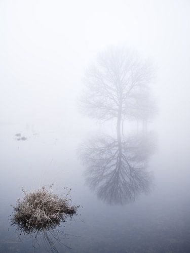 Bare tree reflected in water