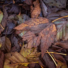 Herfst bladeren van Hennie Zeij