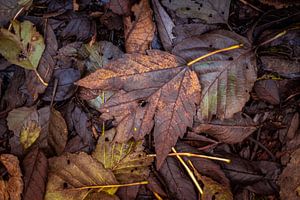 Autumn leaves by Hennie Zeij