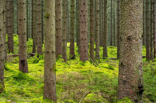 Danska Fallet: De Betovering van Herfst in de Bossen IV