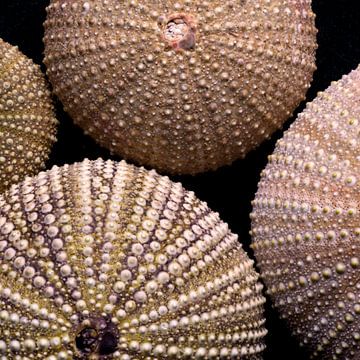 Sea Urchins by M. van Oostrum