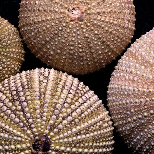 Sea Urchins