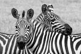 Zebra-'s in black and white by Shirley Kroos