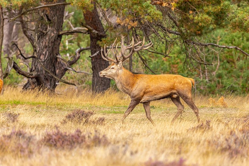 Red deer on the Hoge Veluwe, Netherlands by Gert Hilbink