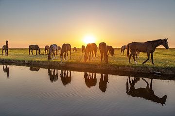 Paarden in de ondergaande zon aan de rand van een sloot van Harrie Muis