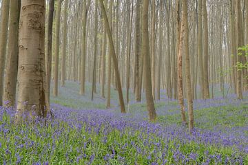 Hills of Blue Bells van Jan Koppelaar