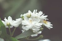 White rose