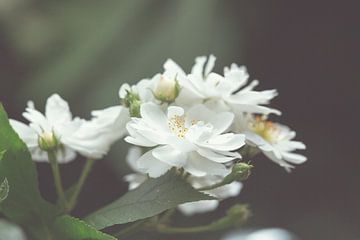Witte roos van Ellen Metz
