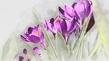 Crocus violet sur Harry Stok