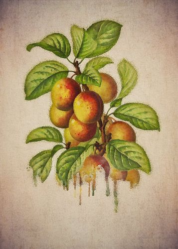 Pruimen - Antieke tekening van Pruimen