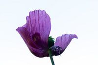 Papaver in highkey