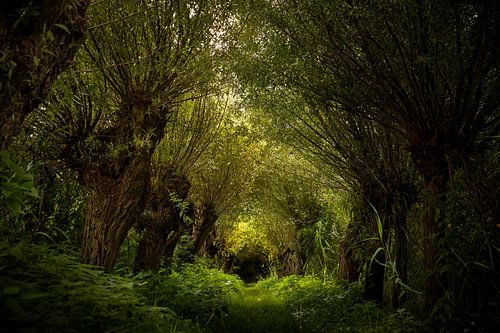 Rhoonse Grienden