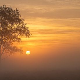 Sunset Staatsbossen van Martin van Berloo