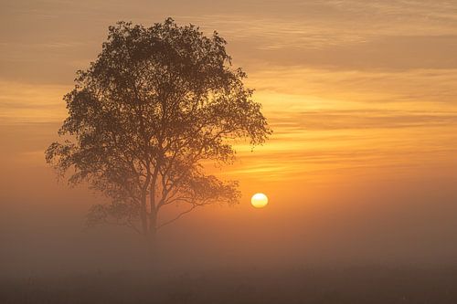 Sunset State Forests