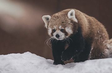 Rode Panda in de winter van Maurice Cobben