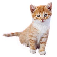 Chat