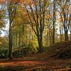 Herbstwald Elswout von FotoBob