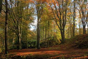Herbstwald Elswout von FotoBob