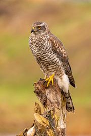 Habicht, Accipiter gentilis. Ein Porträt eines Habichts