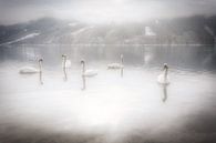 Swans on a beautiful winter morning on Lake Ossiacher in Carinthia, Austria by Bas Meelker thumbnail
