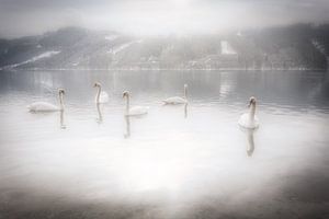 Zwanen op een mooie winter ochtend op de Ossiacher See in Karinthië, Oostenrijk van Bas Meelker