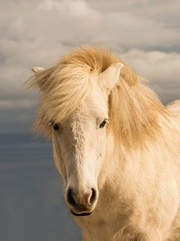 A portrait of an Icelandic horse