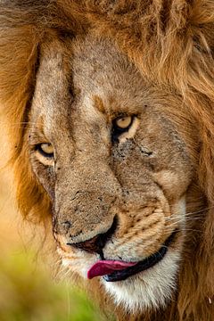 De tong van de leeuw van Peter Michel