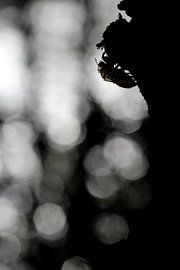 Leeg omhulsel van een cicade.