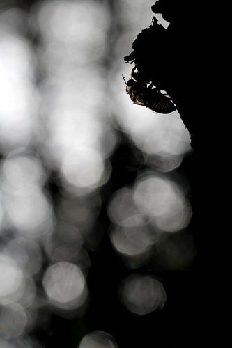 Leeg omhulsel van een cicade.