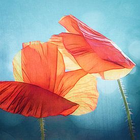 Zerbrechlich von Jutta Maria Pusl