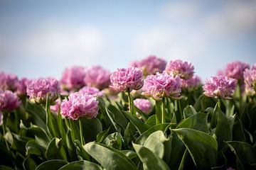 Roze dubbele tulpen van Renate Pit - du Pont
