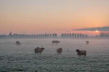 Schapen in ochtendgloren van Moetwil en van Dijk - Fotografie