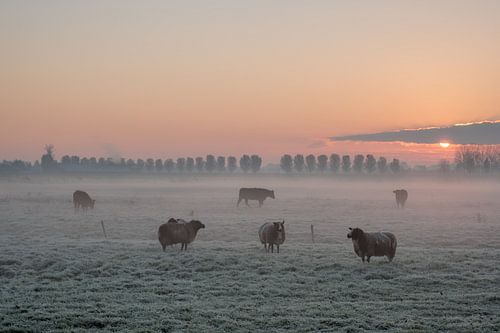 Schapen in ochtendgloren