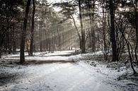 Ochtendstralen in besneeuwd bos van Erik Rudolfs thumbnail