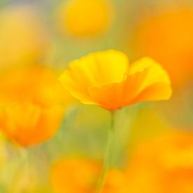 Augustgold - Gouden klaproos van Daniela Beyer