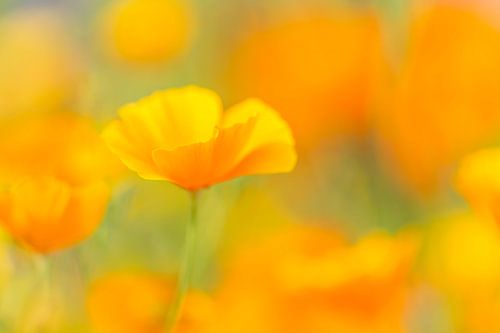 Augustgold - Gouden klaproos van Daniela Beyer