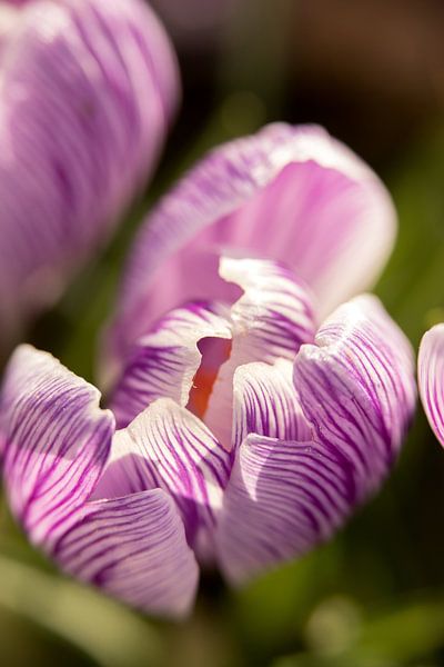 macrofoto van een paarse krokus bloem | fine art foto print | bloemenkunst