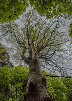 Tree of life