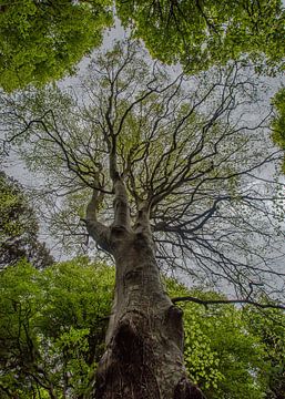 Tree of life van Richard Reuser