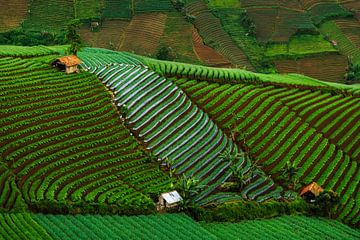 Die natürlichen Formen der Zwiebelfelder in Argapura, West-Java