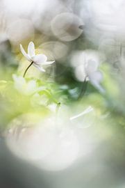 Köstlich frische Buschwindröschen von Bob Daalder