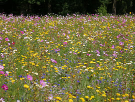 Blumenfeld mit Kornblumen