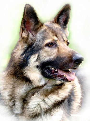 Mein Freund der Schäferhund